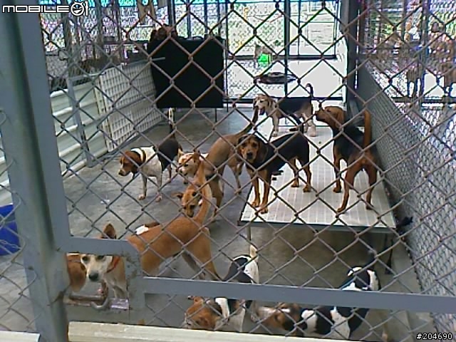 17隻黃金獵犬