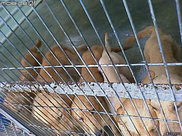 17隻黃金獵犬