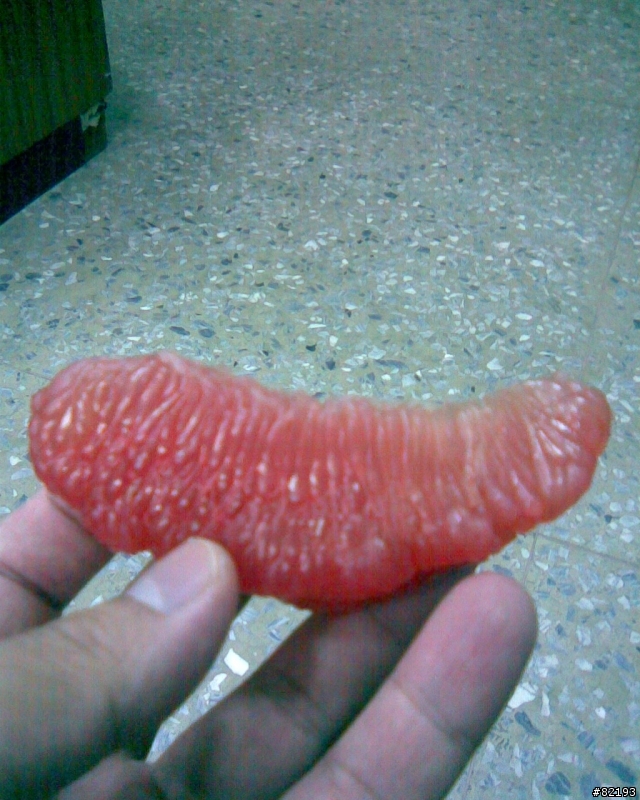 天堂般的滋味...夢幻傳說中的紅文旦..