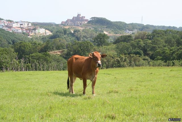 香山青青草原