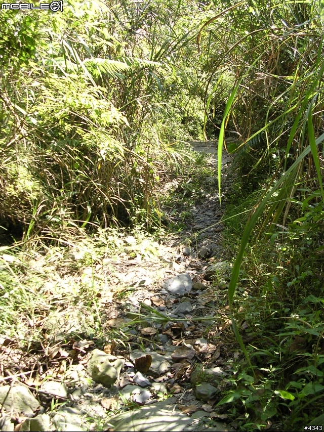 離開都市叢林與柏油路面,來去騎林道吧(一)之羅山林道南線
