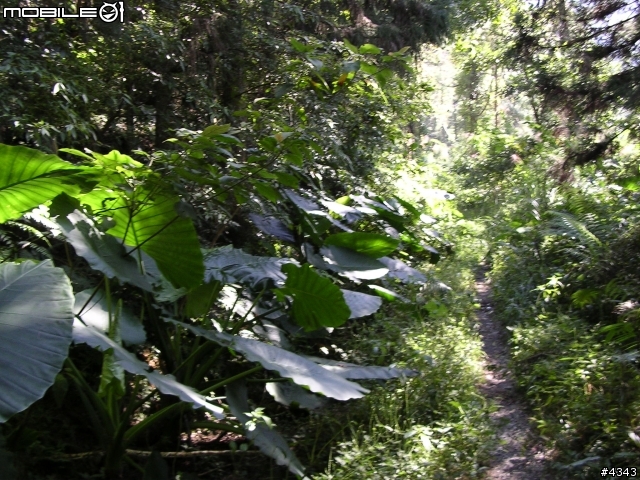 離開都市叢林與柏油路面,來去騎林道吧(一)之羅山林道南線