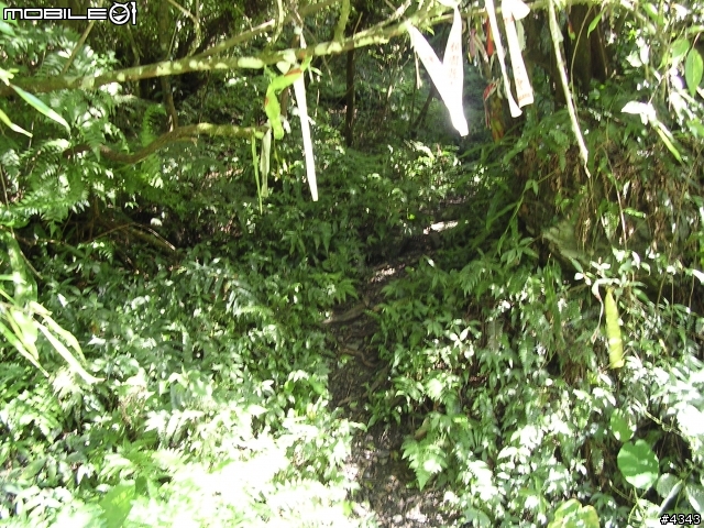 離開都市叢林與柏油路面,來去騎林道吧(一)之羅山林道南線