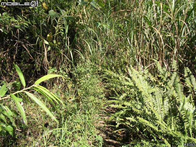 離開都市叢林與柏油路面,來去騎林道吧(一)之羅山林道南線
