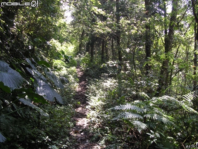 離開都市叢林與柏油路面,來去騎林道吧(一)之羅山林道南線