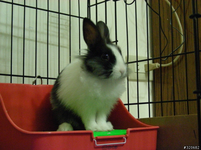 我家的蒙面俠-假蘇洛