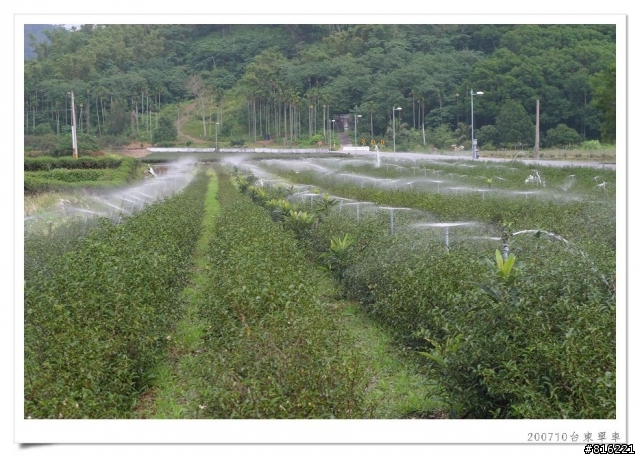 後山台東,龍田、關山、台東琵琶湖、海濱公園、馬蘭舊站自行車道單車之旅照片分享