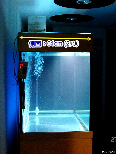 圖:新設缸,龍魚、魟魚、龍鯉....還不知該養什麼魚? 請給建議.........
