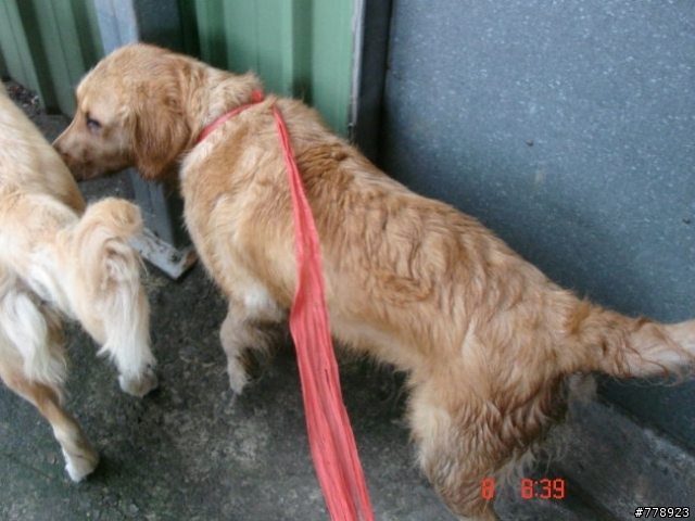 已解決:流浪黃金獵犬。招認養。有多圖。中壢市。