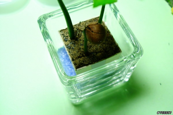自製辦公室小物 竹柏小盆栽