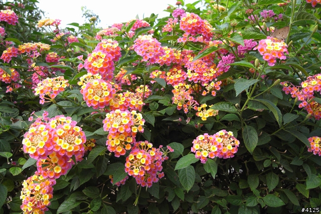 N 與 C 的糾纏 - 廣角隨身機篇