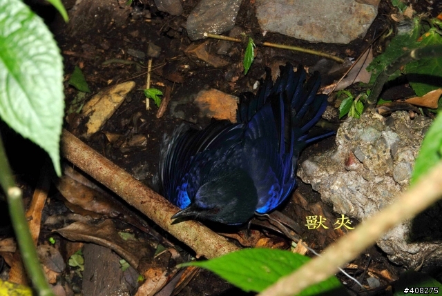 請問一下這是什麼鳥呢?
