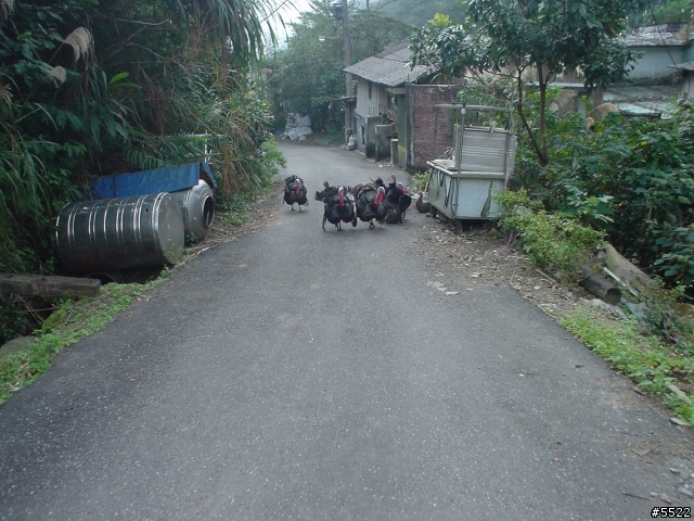 山中湖越嶺