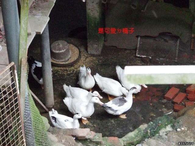 麥可 一隻腳完成石門水庫之旅