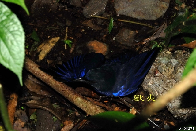 請問一下這是什麼鳥呢?