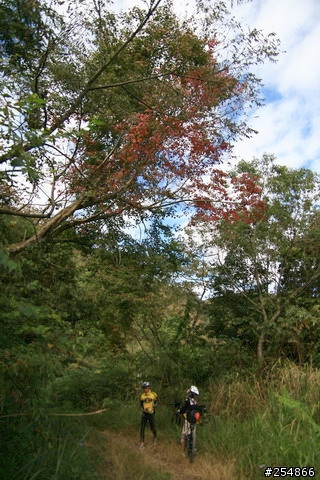 藤枝探路紀行