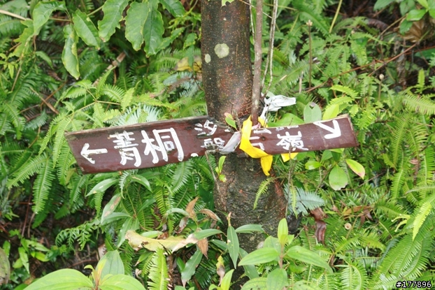 緩緩飄落的楓葉像思念...(圖不少請小心)