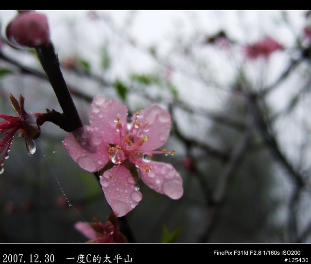 【一度C的歷練】小白鼠挑戰太平山之旅