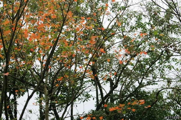 緩緩飄落的楓葉像思念...(圖不少請小心)