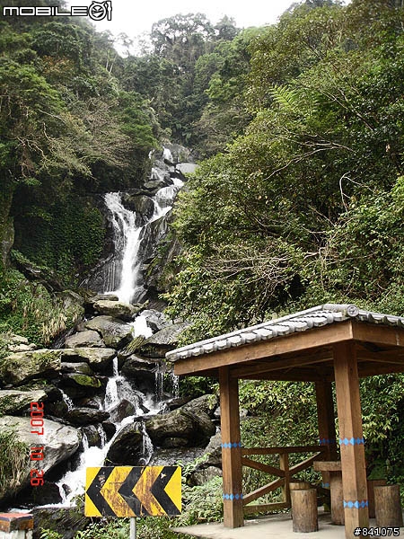 櫻花滿山谷的福山村~(附:加九寮步道歐弗洛驚魂記)
