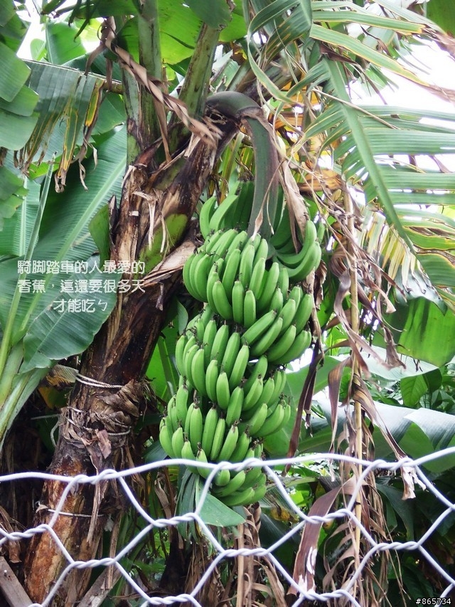 麥可 一隻腳完成石門水庫之旅