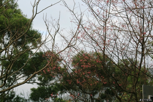緩緩飄落的楓葉像思念...(圖不少請小心)