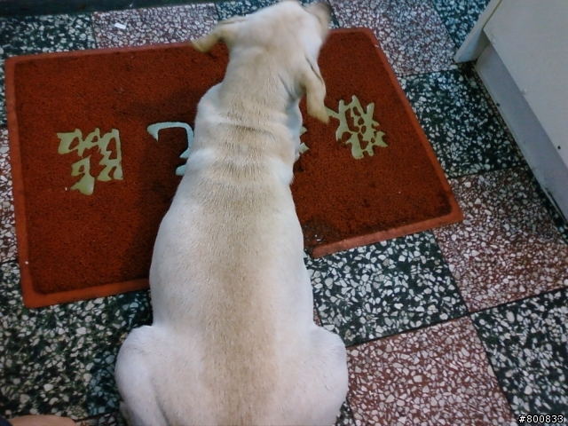 大同區:雙連街/錦西街口的上海脆皮臭豆腐(算好吃)+滿庭香魯肉飯(50年老店)