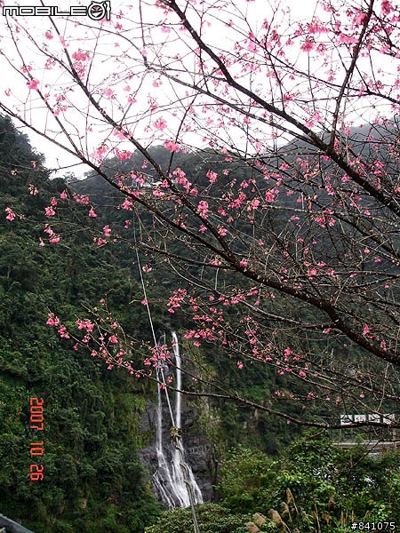櫻花滿山谷的福山村~(附:加九寮步道歐弗洛驚魂記)