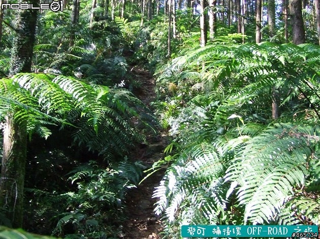 麥可 桶後溪 OFF-ROAD 迷航之旅