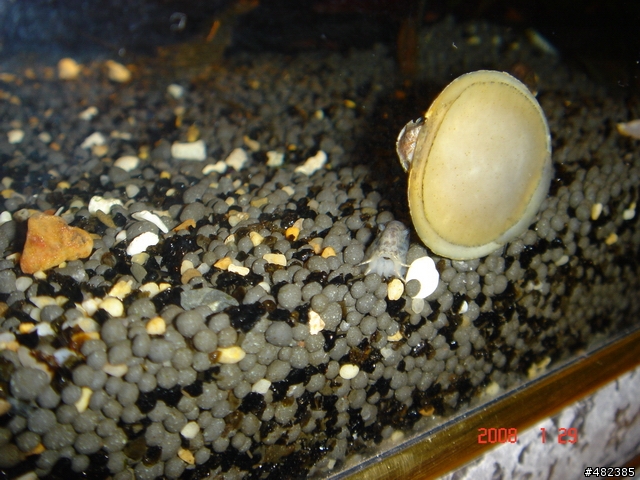 我的水族寵物
