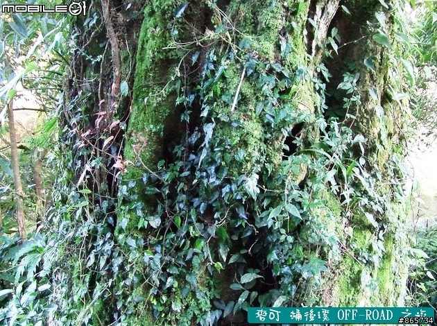 麥可 桶後溪 OFF-ROAD 迷航之旅