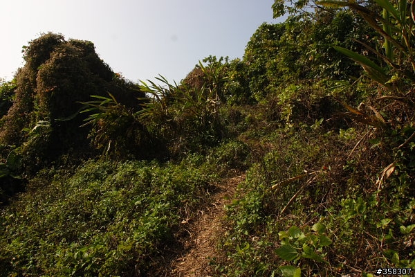霧峰:小百岳~阿罩霧山