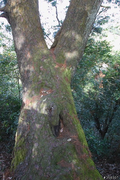 頭嵙山及二嵙山