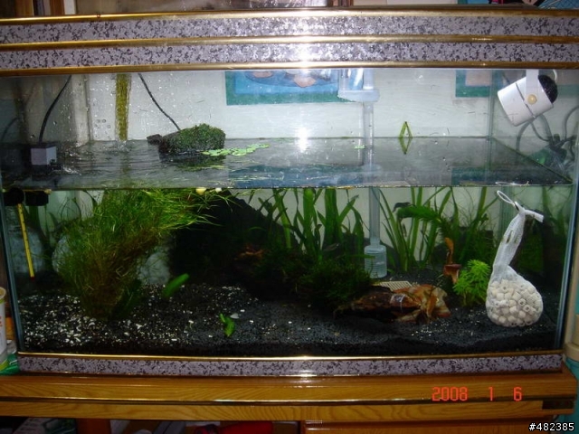 我的水族寵物