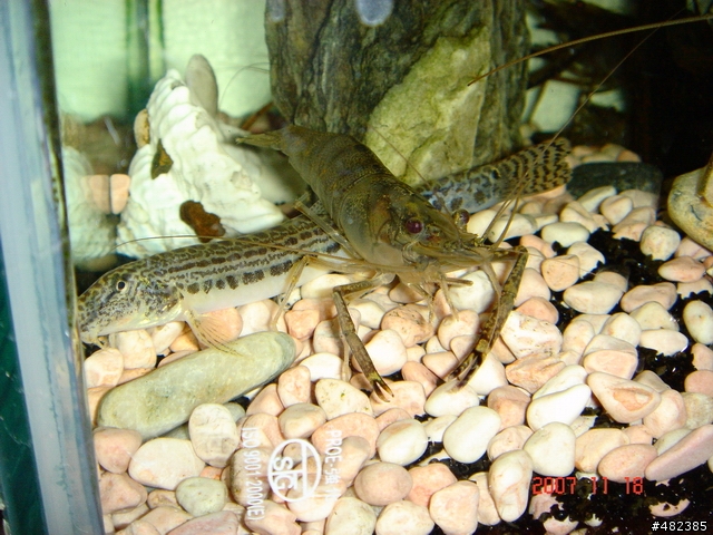 我的水族寵物