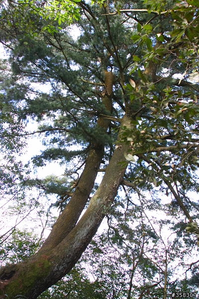 頭嵙山及二嵙山