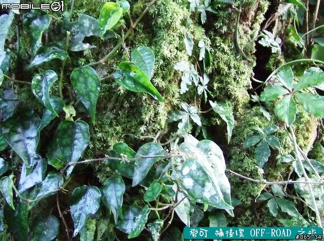 麥可 桶後溪 OFF-ROAD 迷航之旅