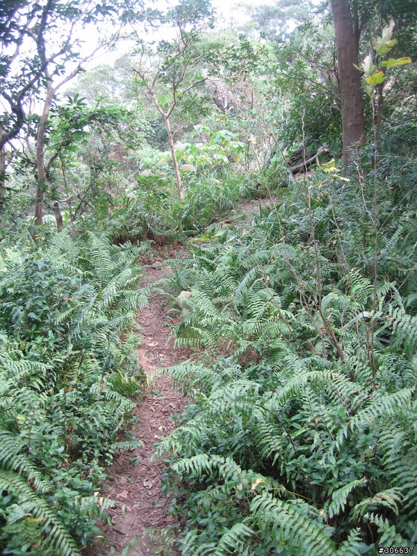 新路線--阿益林道