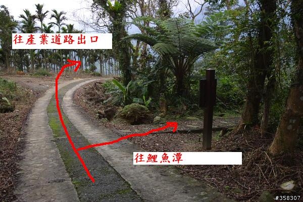 壽豐鯉魚山
