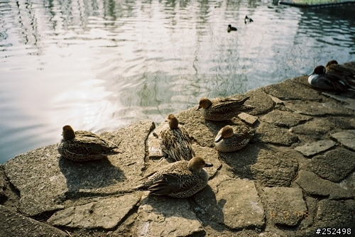★☆★NATURA S 24mm F1.9 新品開箱★☆★
