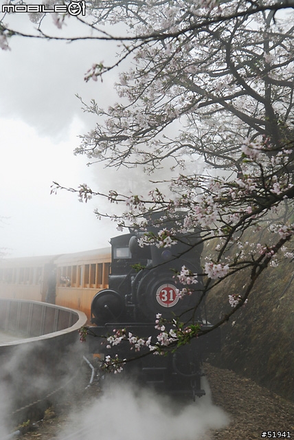 2008 阿里山櫻花祭