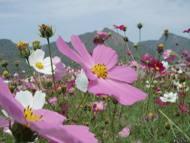美濃賞花遊記(這次真的讓老菊花開花了)