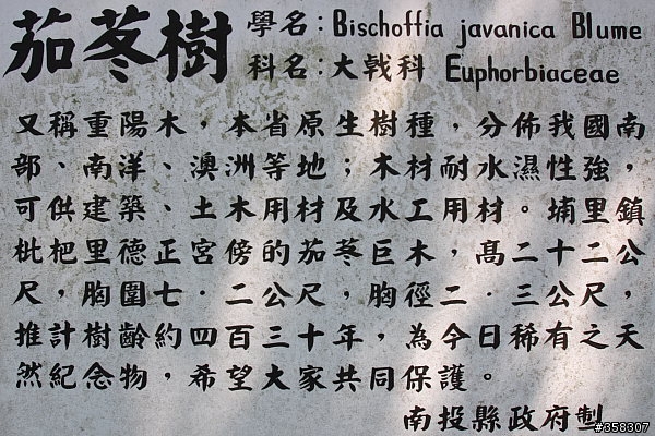 茄苳樹