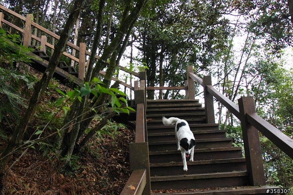 魚池尖登山步道