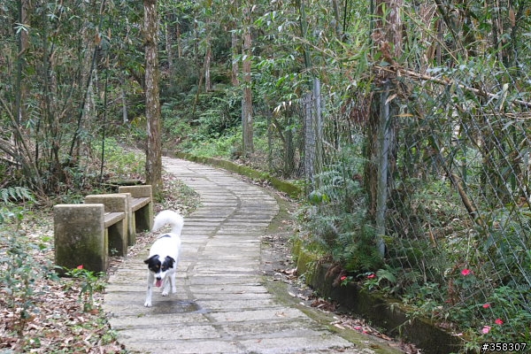 魚池尖登山步道