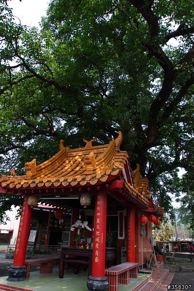 茄苳樹