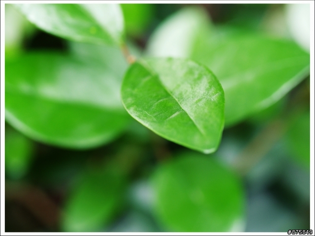 入贅之Leica 25 F1.4 貴公子