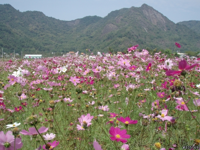 美濃賞花遊記(這次真的讓老菊花開花了)