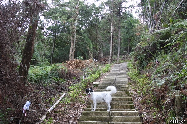魚池尖登山步道