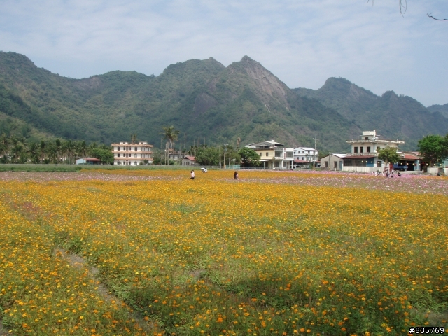 美濃賞花遊記(這次真的讓老菊花開花了)